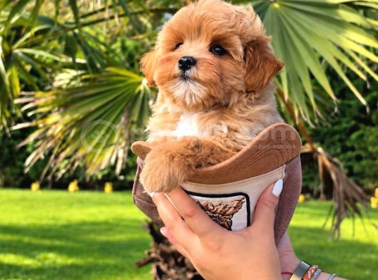 Efsane Güzel Tea Cup Malti̇poo Yavrulari̇ Istanbul görsel