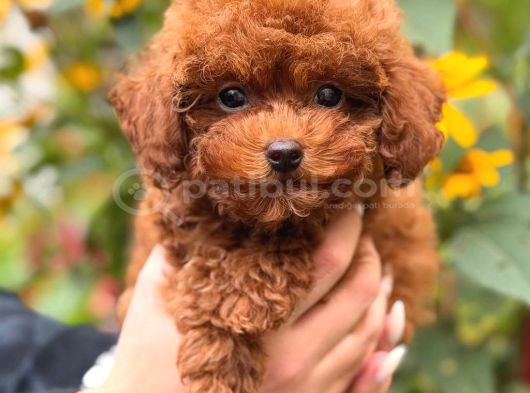 Malti̇poo Ci̇nsi̇ Yavrular Ev Üreti̇mi̇ görsel