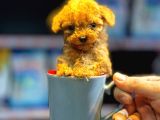 Kipkirmizi Red Toy Poodle Sevi̇mli̇ Yavrular