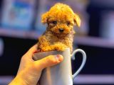 Kipkirmizi Red Toy Poodle Sevi̇mli̇ Yavrular