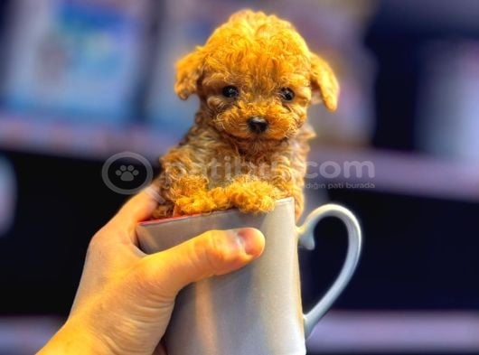 Kipkirmizi Red Toy Poodle Sevi̇mli̇ Yavrular görsel