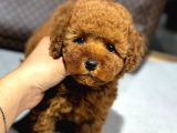 Toy Poodle Sevi̇mli̇ Yavrular Ev Üreti̇mi̇