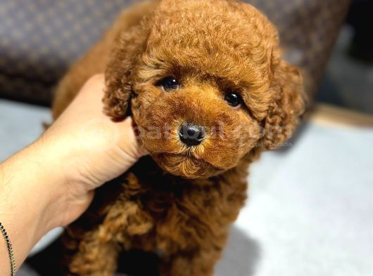 Toy Poodle Sevi̇mli̇ Yavrular Ev Üreti̇mi̇