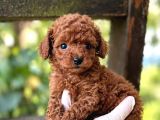 Toy Poodle Sevi̇mli̇ Yavrular Ev Üreti̇mi̇