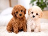 Toy Poodle Sevi̇mli̇ Yavrular Ev Üreti̇mi̇