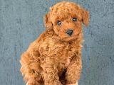 Toy Poodle Sevi̇mli̇ Yavrular Ev Üreti̇mi̇