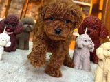Toy Poodle Sevi̇mli̇ Yavrular Ev Üreti̇mi̇