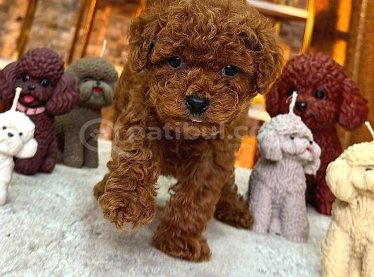 Toy Poodle Sevi̇mli̇ Yavrular Ev Üreti̇mi̇ görsel