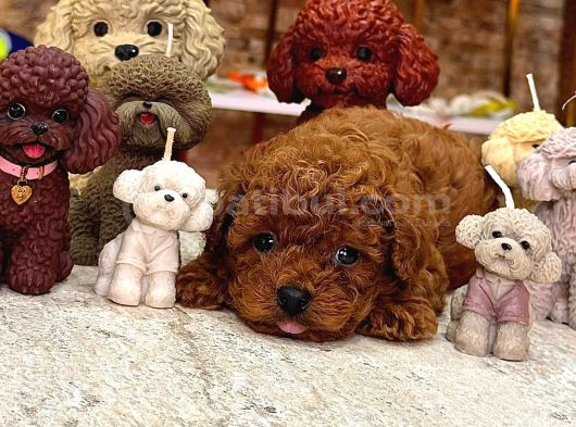 Toy Poodle Sevi̇mli̇ Yavrular Ev Üreti̇mi̇ görsel