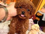 Toy Poodle Sevi̇mli̇ Yavrular Ev Üreti̇mi̇