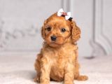 Malti̇poo Ci̇nsi̇ Yavrular Ev Üreti̇mi̇
