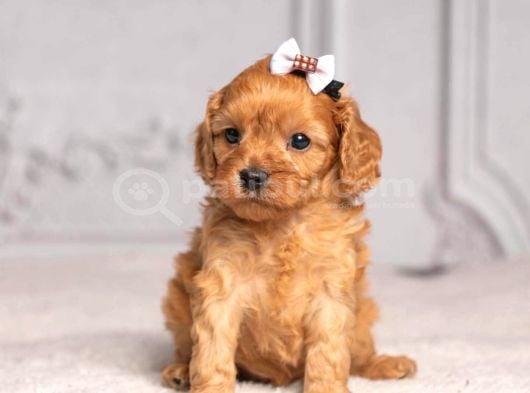 Malti̇poo Ci̇nsi̇ Yavrular Ev Üreti̇mi̇ görsel