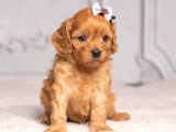 Malti̇poo Ci̇nsi̇ Yavrular Ev Üreti̇mi̇