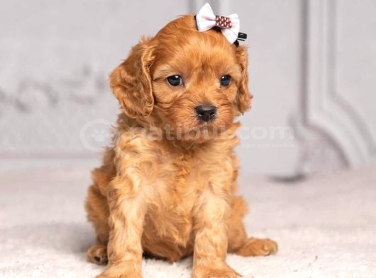 Malti̇poo Ci̇nsi̇ Yavrular Ev Üreti̇mi̇ görsel