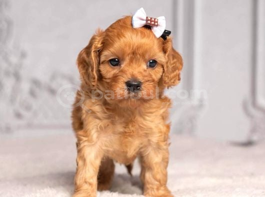 Malti̇poo Ci̇nsi̇ Yavrular Ev Üreti̇mi̇