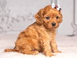 Malti̇poo Ci̇nsi̇ Yavrular Ev Üreti̇mi̇