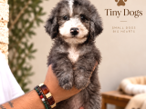 Büyüleyici Mavi Gözleriyle Blue Merle Bernedoodle Yavrularım