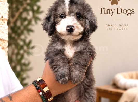 Büyüleyici Mavi Gözleriyle Blue Merle Bernedoodle Yavrularım
