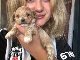 12 Yıllık Üreticiden Maltipoo Yavruları