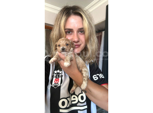 12 Yıllık Üreticiden Maltipoo Yavruları görsel