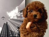 3 Aylık Kore Poodle Erkek