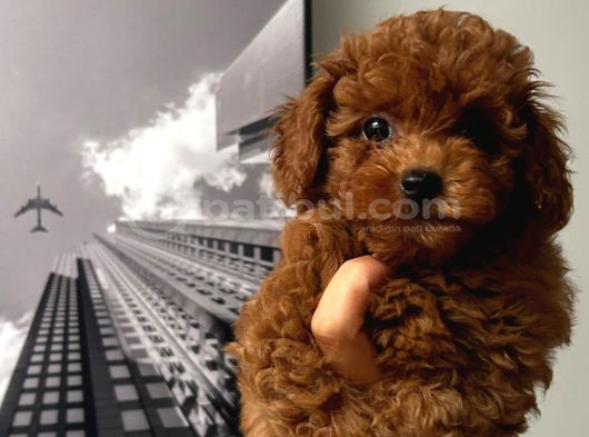 3 Aylık Kore Poodle Erkek görsel
