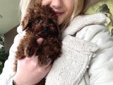 Ruhsatlı Üreticiden Toy Poodle Yavruları