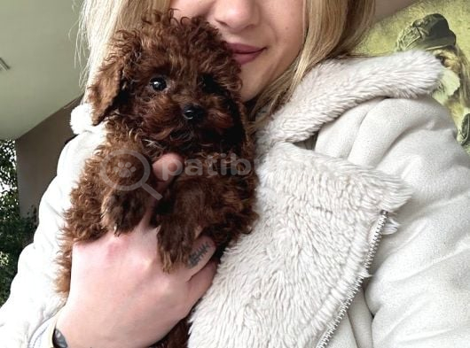 Ruhsatlı Üreticiden Toy Poodle Yavruları görsel