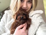 Ruhsatlı Üreticiden Toy Poodle Yavruları