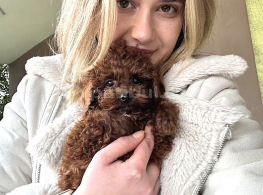 Ruhsatlı Üreticiden Toy Poodle Yavruları görsel