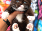 Brown White British Shorthair Yavrumuz