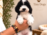 Büyüleyici Mavi Gözleriyle Blue Merle Bernedoodle Yavrularım