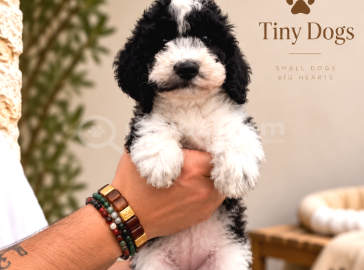 Büyüleyici Mavi Gözleriyle Blue Merle Bernedoodle Yavrularım görsel