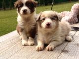 Border Collie Yavrularımız