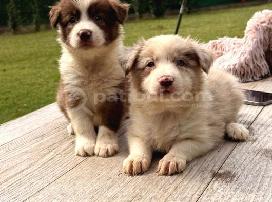 Border Collie Yavrularımız görsel