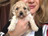 12 Yıllık Üreticiden Maltipoo Yavruları