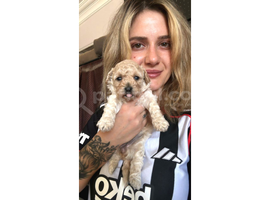 12 Yıllık Üreticiden Maltipoo Yavruları görsel