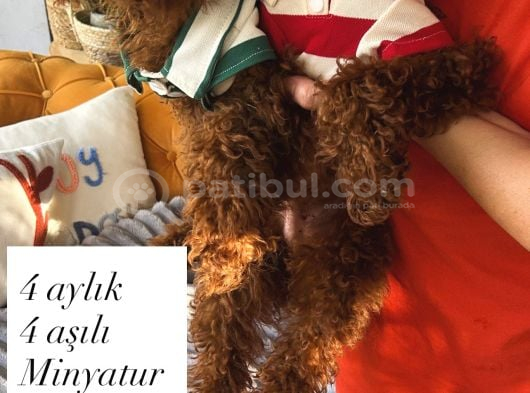 4Aylık Minyat Erkek Yavrular görsel