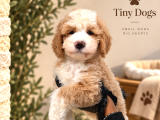 Büyüleyici Mavi Gözleriyle Blue Merle Bernedoodle Yavrularım