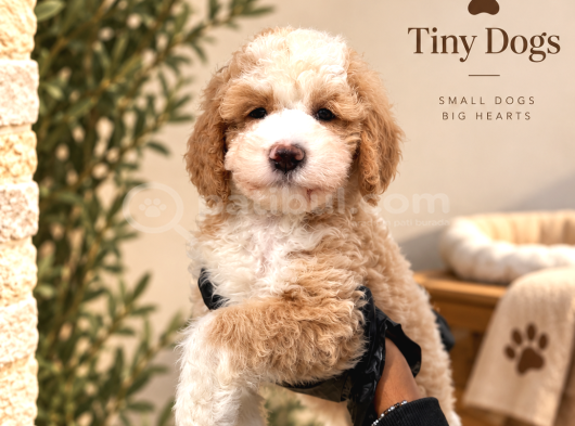 Büyüleyici Mavi Gözleriyle Blue Merle Bernedoodle Yavrularım görsel