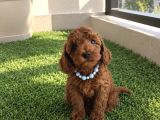 Safkan Toy Poodle Yavrular