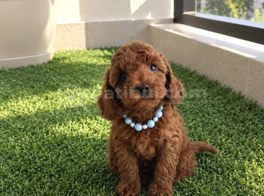 Safkan Toy Poodle Yavrular görsel