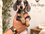 Sevimli Dachshund Sosis Köpek Yavrularımız  Özel Renkler