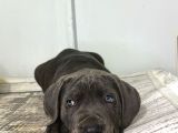 Dev Adaylari Cane Corso Yavrularimiz