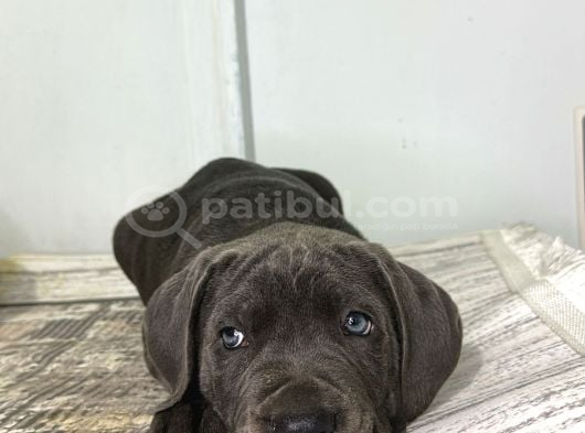 Dev Adaylari Cane Corso Yavrularimiz görsel
