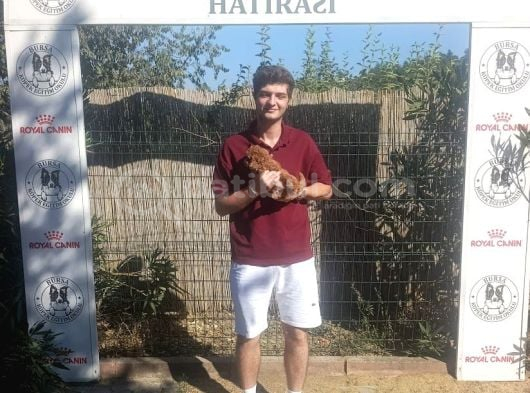 Ruhsatlı Üreticiden Toy Poodle Yavruları görsel