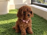 Safkan Toy Poodle Yavrular