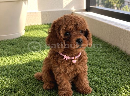 Safkan toy Poodle yavrular