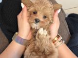 Tea Cup Malti̇poo Bebekleri̇mi̇z