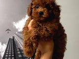 3 Aylık Kore Poodle Erkek